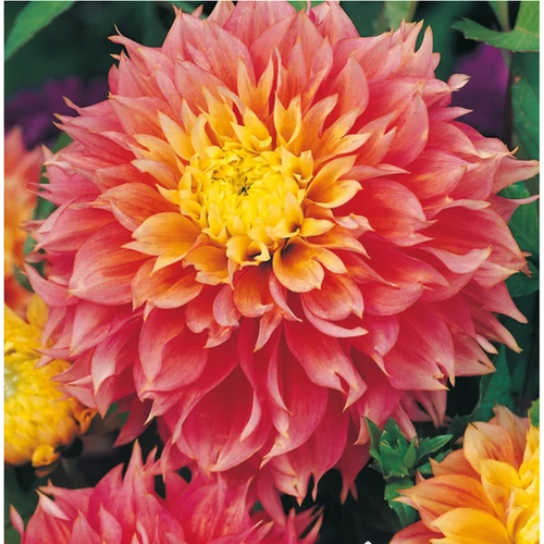Dahlia A kert ékszere - Dália Kogane Fubuki Lazac rózsaszín 1db