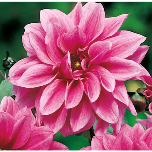 Dahlia A kert ékszere - Dália Fascination Pink rózsaszín 1db