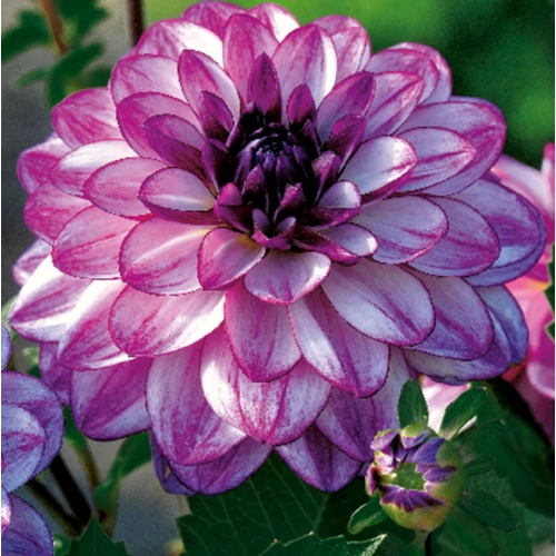 Dahlia A kert ékszere - Dália Csábítás Seduction Lila fehér 3db