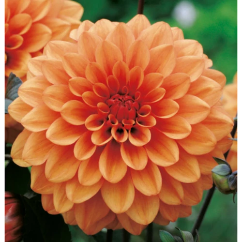 Dahlia A kert ékszere - Dália Csábítás Dekoratív Narancssárga 1db