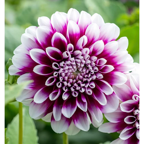 Dahlia A kert ékszere - Dália Edinburgh Lila fehér 1 db