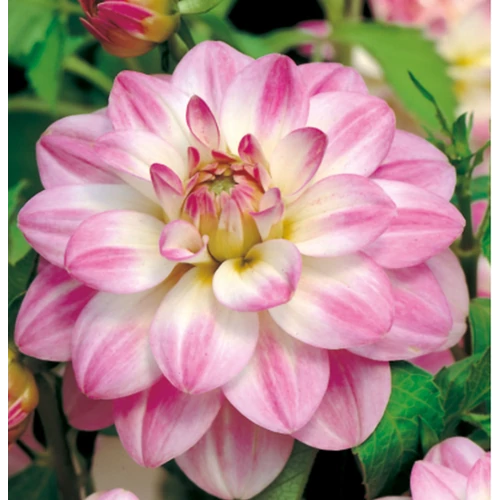 Dahlia A kert ékszere - Dália Twilight Time Rózsaszín fehér 3 db