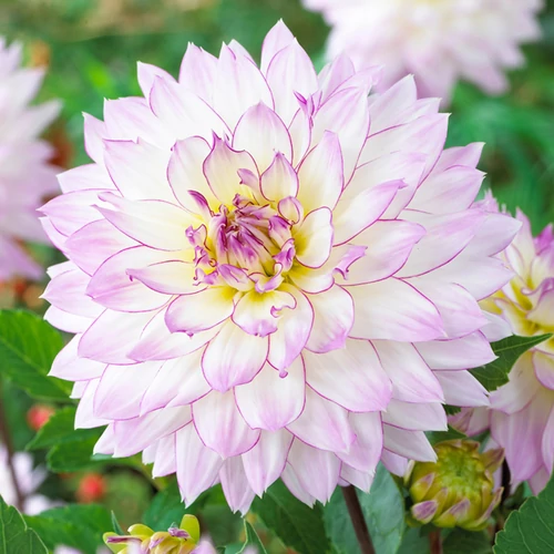 Dahlia A kert ékszere - Dália Crazy Love Lila fehér 1 db