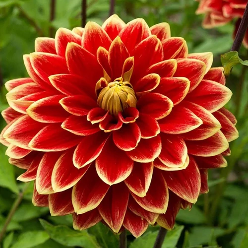 Dahlia A kert ékszere - Dália Garden Festival Piros sárga 1 db