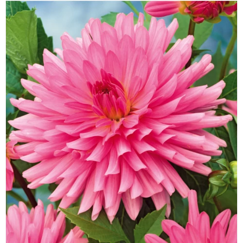 Dahlia A kert ékszere - Kaktusz Dália Rózsaszín 3 db