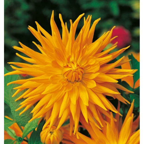 Dahlia A kert ékszere - Kaktusz Dália aranysárga 3 db