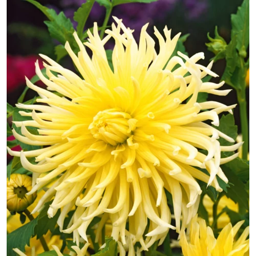 Dahlia A kert ékszere - Kaktusz Dália Krém sárga 3 db