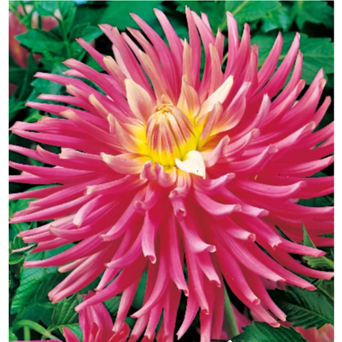 Dahlia A kert ékszere - Kaktusz Dália Good Earth Rózsaszín 3 db