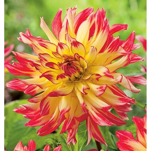Dahlia A kert ékszere - Kaktusz Dália Vuurvogel Sárga piros 1 db