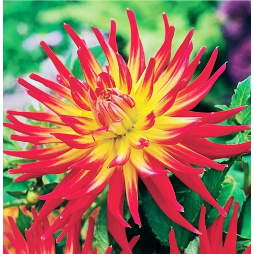 Dahlia A kert ékszere - Dália gumó Bora Bora piros-sárga 1 db