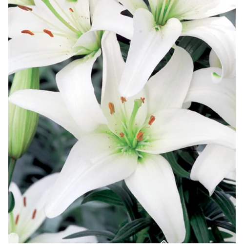 Lilium - Egzotikus ázsiai liliom virághagyma 18/20 fehér 1 db