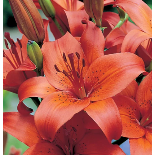 Lilium - Egzotikus ázsiai liliom virághagyma 18/20 narancssárga 1 db