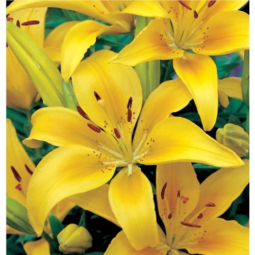 Lilium - Egzotikus ázsiai liliom virághagyma 18/20 sárga 1 db