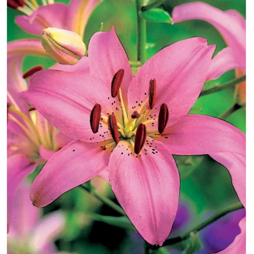 Lilium - Egzotikus ázsiai liliom virághagyma 18/20 rózsaszín 1 db