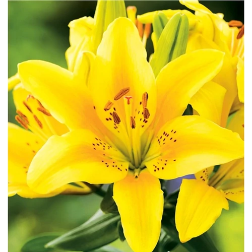 Lilium - Egzotikus Menorca ázsiai liliom virághagyma 16/18 sárga 1 db