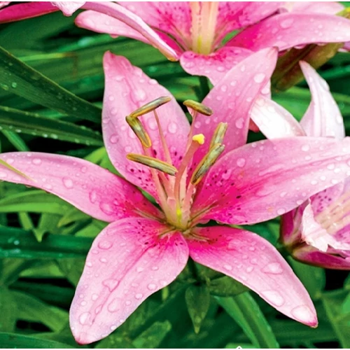 Lilium - Egzotikus Manado ázsiai liliom virághagyma 16/18 rózsaszín 1 db