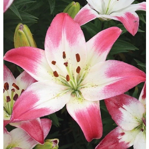 Lilium - Egzotikus Lollypop ázsiai liliom virághagyma 16/18 fehér-rózsaszín 1 db