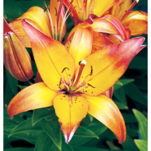 Lilium - Egzotikus Linda ázsiai liliom virághagyma 18/20 sárga-rózsaszín 1 db