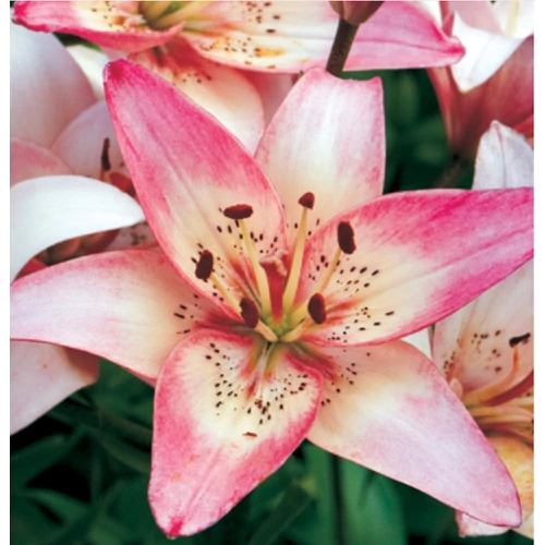 Lilium - Egzotikus Rosellas Dream ázsiai liliom virághagyma 16/18 fehér-rózsaszín 1 db