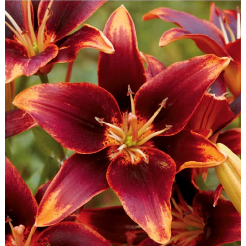 Lilium - Egzotikus Forever Susan ázsiai liliom virághagyma 16/18 Burgundy-narancssárga 1 db