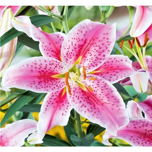 Lilium - Egzotikus Oriental Stargazer ázsiai liliom virághagyma 18/20 Rózsaszín-fehér 1 db