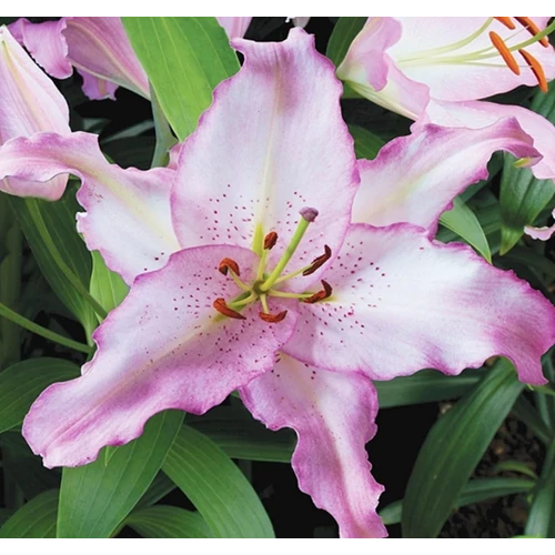 Lilium - Egzotikus Oriental Brasilia liliom virághagyma 18/20 Lila-fehér 1 db