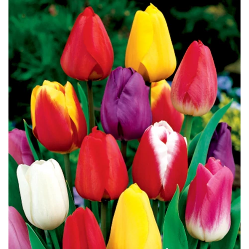 5 db-os Kapers Tulipán virághagyma - Triumph Tulipán színes Mix 11/12