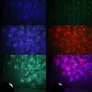 Kép 7/7 - Bluetooth-os csillagfényes prémium éjjeli lámpa, RGB fénnyel, távirányítóval