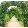 Kép 8/10 - Kerti fém virágfuttató pergola rózsához vagy kúszó növényekhez, 265 x 135 cm 