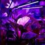 Kép 4/9 - 3 ágú LED-es USB-s vörös és kék színű lámpa palánták neveléséhez, 9 fényerősséggel, 30W, IP54
