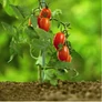 Kép 4/11 - JohnGreen 10 db Paradicsomkaró – masszív erős -16 mm 120 cm hosszú zöld