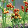 Kép 5/11 - JohnGreen 10 db Paradicsomkaró – masszív erős -16 mm 120 cm hosszú zöld