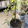 Kép 8/11 - JohnGreen 10 db Paradicsomkaró – masszív erős -16 mm 120 cm hosszú zöld