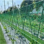 Kép 3/11 - JohnGreen Paradicsom nevelő növényfuttató állvány – 120 x 80 cm zöld rácsos hálóval 3 db X csatlakozóval