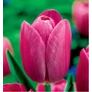 Kép 1/2 - 5 db-os Kapers Tulipán virághagyma - Triumph Tulipán rose-rózsaszín 11/12