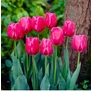 Kép 2/2 - 5 db-os Kapers Tulipán virághagyma - Triumph Tulipán rose-rózsaszín 11/12