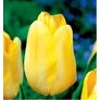 Kép 2/2 - 5 db-os Kapers Tulipán virághagyma - Triumph Tulipán sárga 10/11