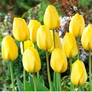 Kép 1/2 - 5 db-os Kapers Tulipán virághagyma - Triumph Tulipán sárga 10/11