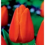 Kép 2/2 - 5 db-os Kapers Tulipán virághagyma -Triumph Tulipán narancssárga 10/11