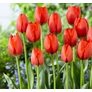 Kép 1/2 - 5 db-os Kapers Tulipán virághagyma -Triumph Tulipán narancssárga 10/11