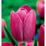 Kép 2/2 - 5 db-os Kapers Tulipán virághagyma -Triumph Tulipán Rose-rózsaszín 10/11