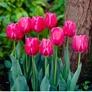 Kép 1/2 - 5 db-os Kapers Tulipán virághagyma -Triumph Tulipán Rose-rózsaszín 10/11