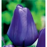 Kép 1/2 - 5 db-os Kapers Tulipán virághagyma -Triumph Tulipán kék 10/11