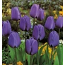 Kép 2/2 - 5 db-os Kapers Tulipán virághagyma -Triumph Tulipán kék 10/11