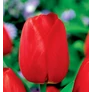 Kép 2/2 - 5 db-os Kapers Tulipán virághagyma -Triumph Tulipán piros 10/11