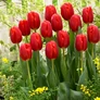 Kép 1/2 - 5 db-os Kapers Tulipán virághagyma -Triumph Tulipán piros 10/11