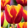 Kép 1/2 - 5 db-os Kapers Tulipán virághagyma -Triumph Tulipán piros-sárga 10/11
