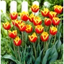 Kép 2/2 - 5 db-os Kapers Tulipán virághagyma -Triumph Tulipán piros-sárga 10/11