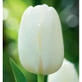 Kép 2/2 - 5 db-os Kapers Tulipán virághagyma -Triumph Tulipán fehér 10/11