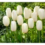 Kép 1/2 - 5 db-os Kapers Tulipán virághagyma -Triumph Tulipán fehér 10/11